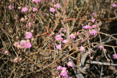 Mesembryanthemum junceum