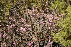 Mesembryanthemum junceum