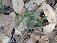 Rhinotropis californica