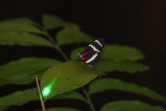 Heliconius pachinus