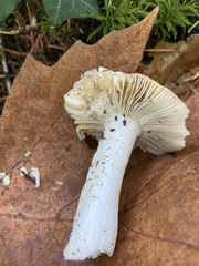Russula bicolor