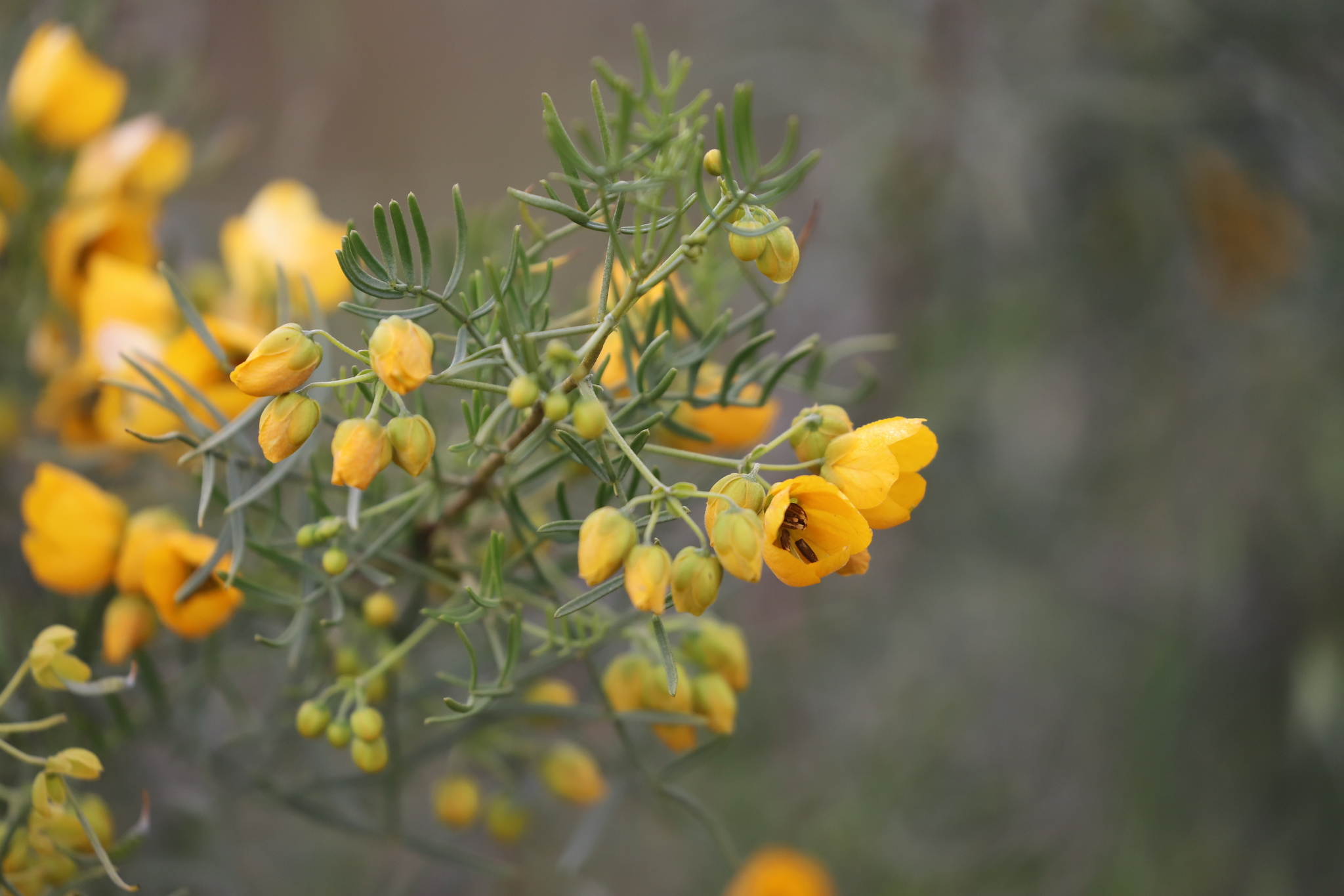 Senna glutinosa ssp. chatelainiana