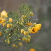 Senna glutinosa chatelainiana - Photo (c) Arthur Chapman, some rights reserved (CC BY-NC-SA), uploaded by Arthur Chapman