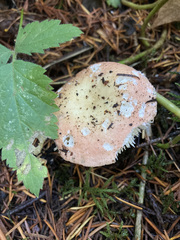 Russula bicolor