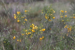 Senna glutinosa chatelainiana