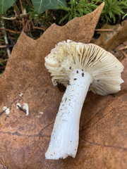 Russula bicolor
