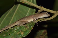 Anolis fuscoauratus