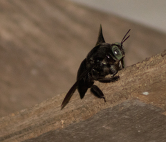 Xylocopa perforator