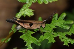 Xiphiola cyanoptera