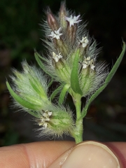 Silene disticha