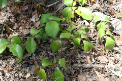 Tetrastigma nitens