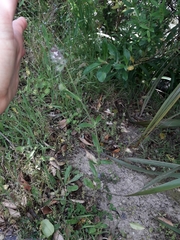 Silene disticha