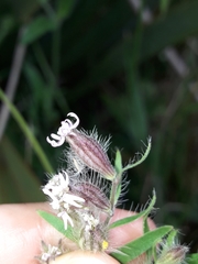Silene disticha