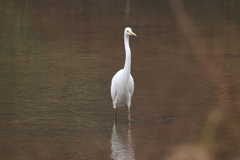 Ardea alba alba