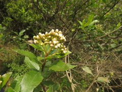 Baccharis prunifolia