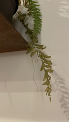 Plagiomnium undulatum