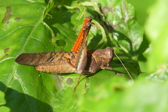 Coptacrinae