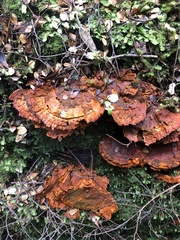 Gloeoporellus merulinus