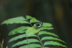 Heliconius pachinus