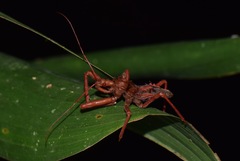 Erbessus