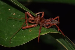 Erbessus