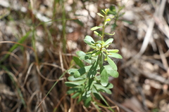 Persoonia sericea