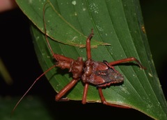 Erbessus