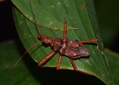 Erbessus