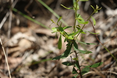 Persoonia sericea