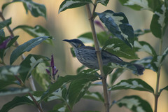 Territornis reticulata