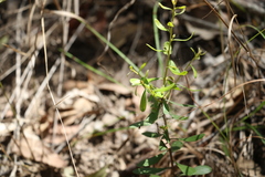 Persoonia sericea