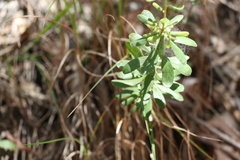 Persoonia sericea