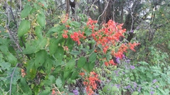 Salvia sessei