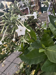 Nicotiana sylvestris
