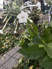 Nicotiana sylvestris
