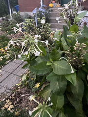 Nicotiana sylvestris
