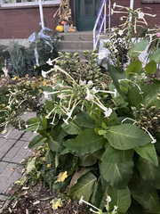 Nicotiana sylvestris