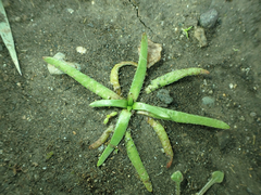 Plagiobothrys scouleri