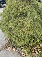 Chamaecyparis pisifera