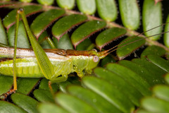Conocephalomima barameda
