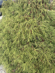 Chamaecyparis pisifera