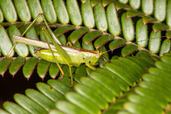 Conocephalomima barameda