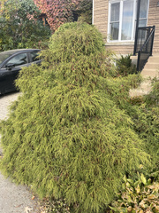 Chamaecyparis pisifera