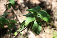 Acalypha nemorum