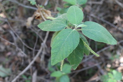 Acalypha nemorum