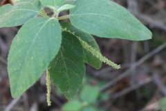 Acalypha nemorum