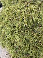 Chamaecyparis pisifera