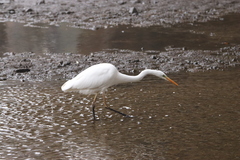Ardea alba alba