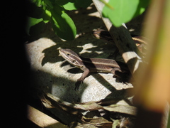 Liolaemus cyanogaster