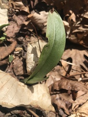 Platanthera clavellata